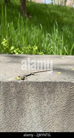 A little lizard on a stone in a garden on a sunny day Stock Photo