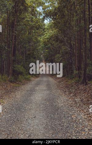 A beautiful view of an empty narrow road through the green forest with high trees Stock Photo