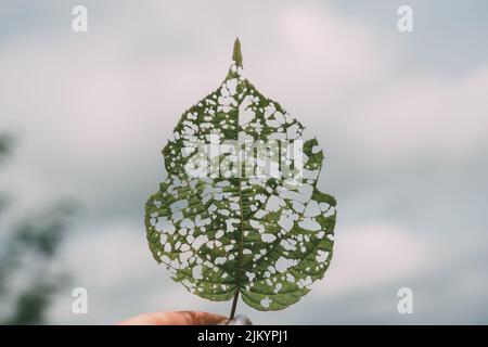 isolated image of an actinidia leaf with holes eaten by caterpillars. High quality photo Stock Photo