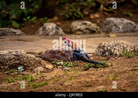 The blue and red lizard lying on a rock at Serengeti National Park Stock Photo