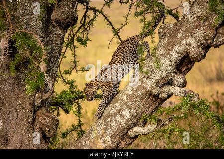 A beautiful leopard on a tree in the safari in Serengeti National Park, Tanzania Stock Photo