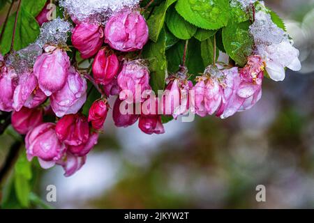 A closeup of a branch with pink Weigela flowers with water drops on petals Stock Photo