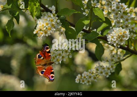 Flowers of the cherry blossoms on a spring day Stock Photo