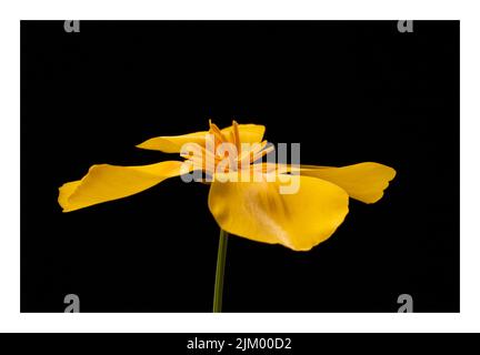 A California poppy flower on a black background with a white frame Stock Photo