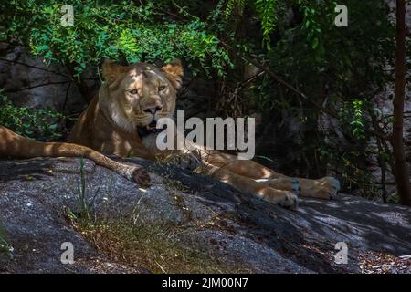 A LOINESS LYING ON A LARGE BOULDER IN THE SHADE AVOIDING THE HEAT OF THE MID DAY- Stock Photo