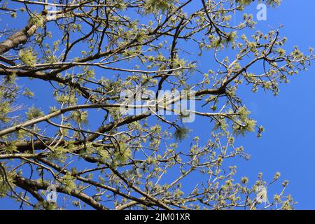 A beautiful view of branches and twigs of green leaved tree against blue sky in bright sunlight Stock Photo