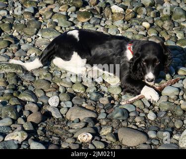 A black and white springer spaniel dog guarding her stick at a rocky ocean beach. Stock Photo
