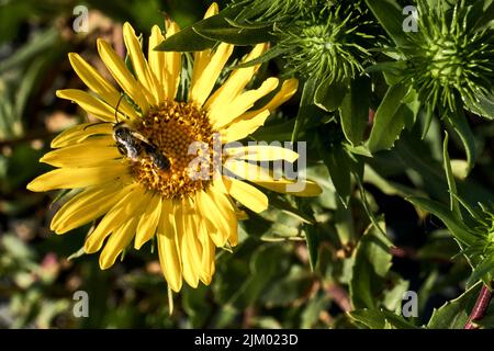 A bee in a bright yellow wildflower on a spring day. Stock Photo