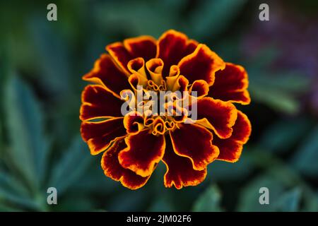 A closeup shot of a marigold flower on a blurred background of plants Stock Photo