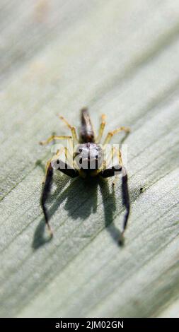 A vertical shot of a small spider on a green leaf on a blurred background Stock Photo