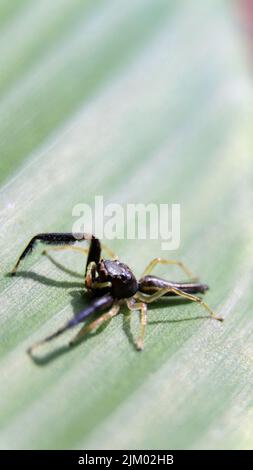 A vertical shot of a small spider on a green leaf on a blurred background Stock Photo