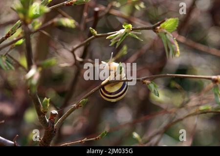 The snail crawls on the branches of a tree. Stock Photo