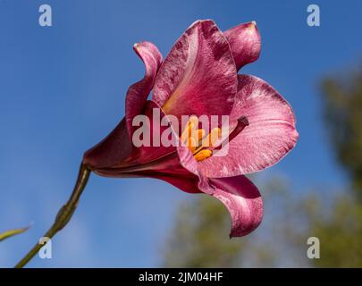 'Pink Perfection' Trumpet Lily, Kungslilja (Lilium regale) Stock Photo