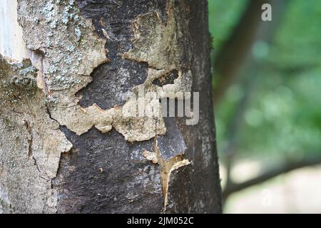 dead sycamore maple with symptoms of Rußrindenkrankheit, sooty bark disease caused by the fungus Cryptostroma corticale Stock Photo