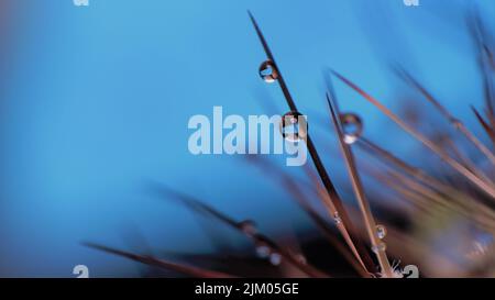 A closeup of water drops on cactus needles Stock Photo