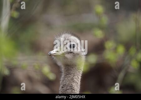 A selective focus shot of a cute baby Ostrich surrounded by lush greenery on a bright summer day Stock Photo