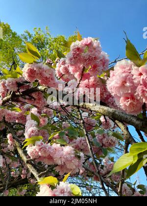 Pink cherry blossom flowers in the sun Stock Photo
