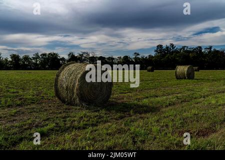 A green farmland with hays under the blue cloudy sky Stock Photo