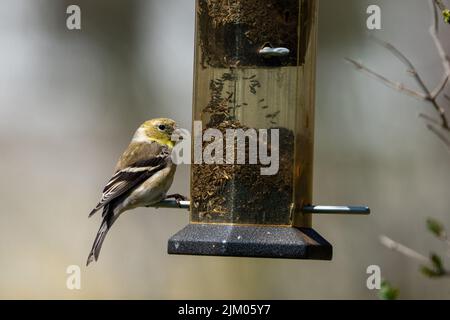 A closeup shot of a European goldfinch (Carduelis carduelis) perched on the bird feeder Stock Photo