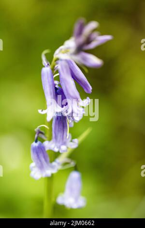 Bluebells in and around Dockey Woods on the Ashridge Estate in Buckinghamshire.  April 2018 Stock Photo