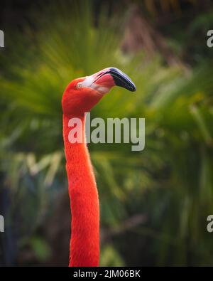 A vertical shot of a head, neck and beak of an American or Caribbean flamingo on a green blurred background Stock Photo