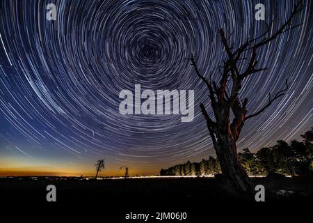 A low angle shot of round star trails over a dead tree in New Forest, Hampshire, UK Stock Photo