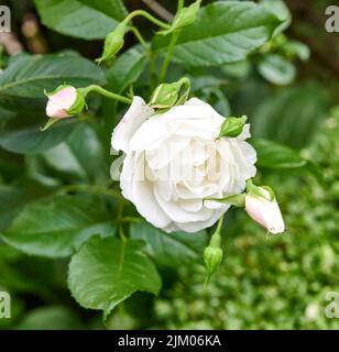 The garden rose. High angle shot of a beautiful white rose in a garden. Stock Photo