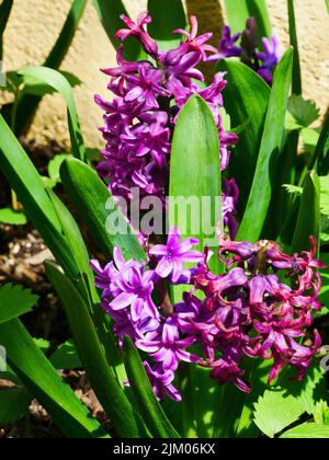 A close-up shot of purple Hyacinth flowers grown in the garden in spring Stock Photo