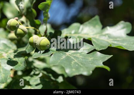Young acorns on a branch with green oak leaves against a blue sky, close-up. Concept of power and longevity. Stock Photo