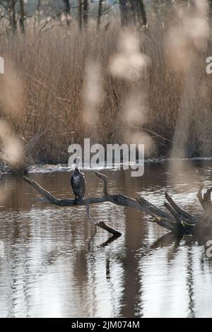 A vertical shot of a bird sitting on a dry branch by the lake Stock Photo