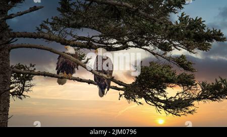 The two bald eagles (haliaeetus leucocephalus) perched on tree branch Stock Photo