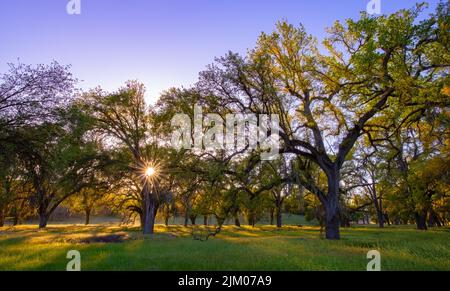 Sun rays peering through grove of California oak trees Stock Photo