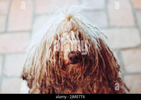 A Hungarian Puli dog with an interesting hairstyle. Stock Photo