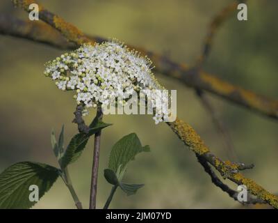 A closeup of a beautiful Wayfaring tree flower, Viburnum lantana. Stock Photo