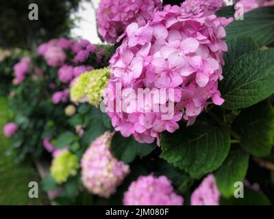 A selective focus shot of pink hydrangea flowers in a garden Stock Photo