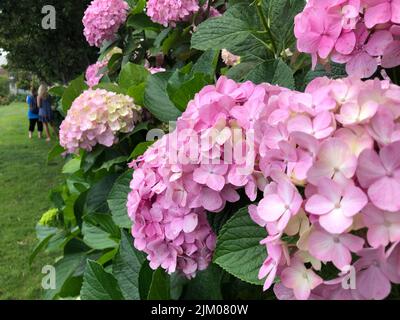 A selective focus shot of pink hydrangea flowers in a garden Stock Photo