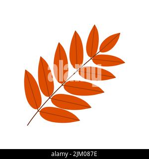 Branch of red rowan. Autumn tree leaves. Beautiful leaf for design and decoration. Botanical object. Beauty in nature. Flat vector illustration isolat Stock Vector