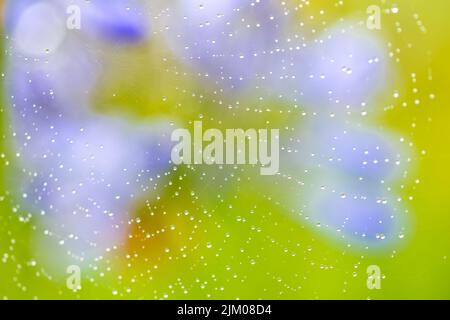 A spider web after the rain, with water drops Stock Photo