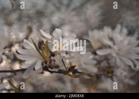 A selective focus shot of white star magnolia flowers in the garden Stock Photo