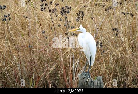 A selective focus shot of great white heron (ardea alba) Stock Photo