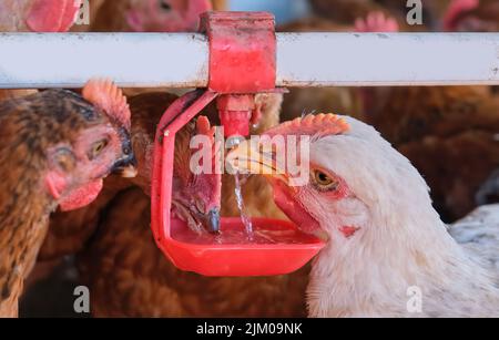 Free range organic backyard Chickens hens drinking water by nipple drinker Stock Photo
