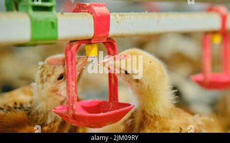 Free range organic backyard broiler Chickens drinking water by nipple drinker Stock Photo