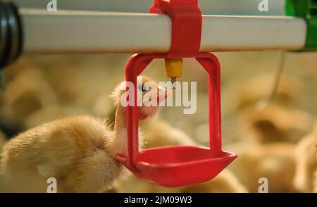 farm Chickens poultry drinking water by nipple drinker system fresh water Stock Photo