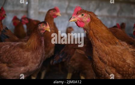 Red Cockerel Rhode Island Red rooster and hen head chicken flock backyard house Stock Photo