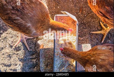 top view close up domestic Hens chickens pecking eating feed tray backyard house Stock Photo