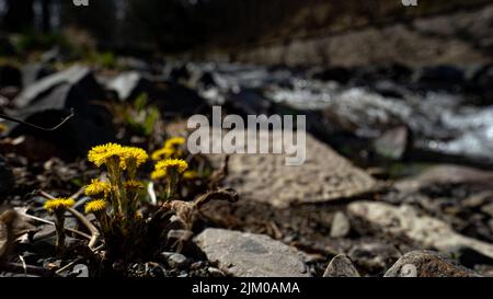 A closeup of a bunch of Tussilago farfara, commonly known as coltsfoot. Selected focus. Stock Photo