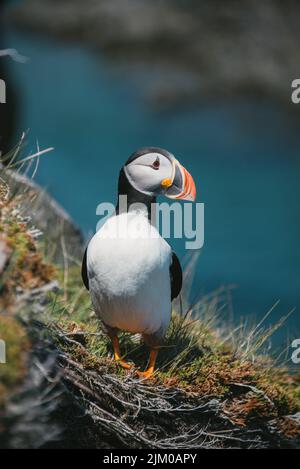 A vertical closeup of the Atlantic puffin, Fratercula arctica, also known as the common puffin. Stock Photo