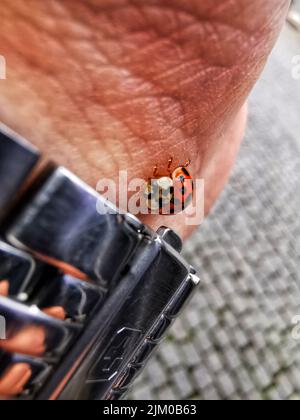 The close-up shot  of a ladybug on a person's hand Stock Photo