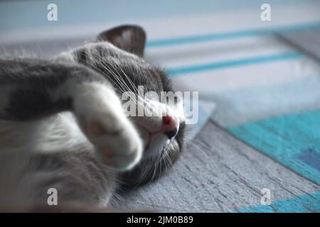 A closeup shot of a gray cat sleeping peacefully on a bed Stock Photo