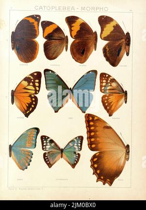 A vertical 19th-century vintage illustration of butterflies on a white background Stock Photo